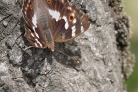 *(17800) Le Petit Mars changeant (Lpidoptre - Nymphalidae - Apatura ilia)